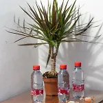 Отель Piedra Paloma Эстепона
